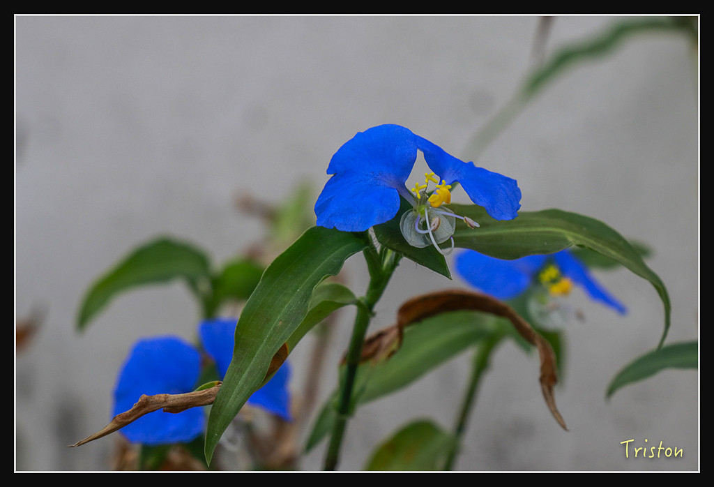 _MG_0998.jpg - 20180127 日湯真山