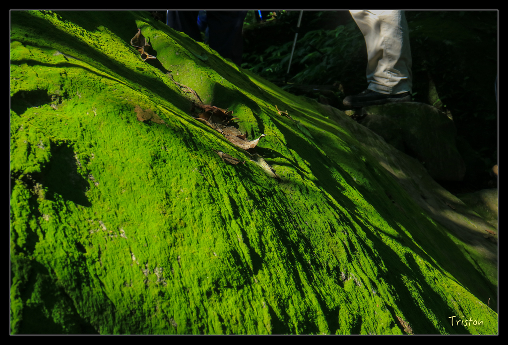 IMG_0487.jpg - 20151107 富士坪古道