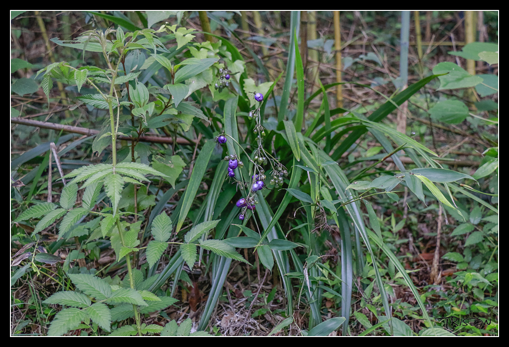 _MG_0016.jpg - 20170529 關仔嶺大凍山