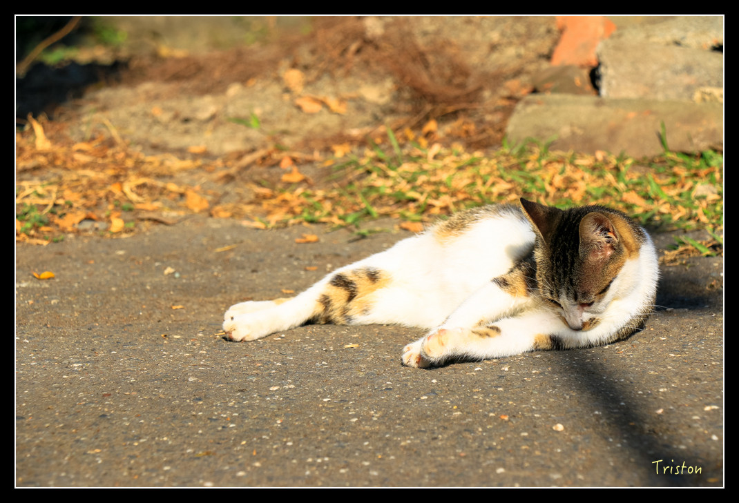 IMG_9436.jpg - 20151202 老七佳部落