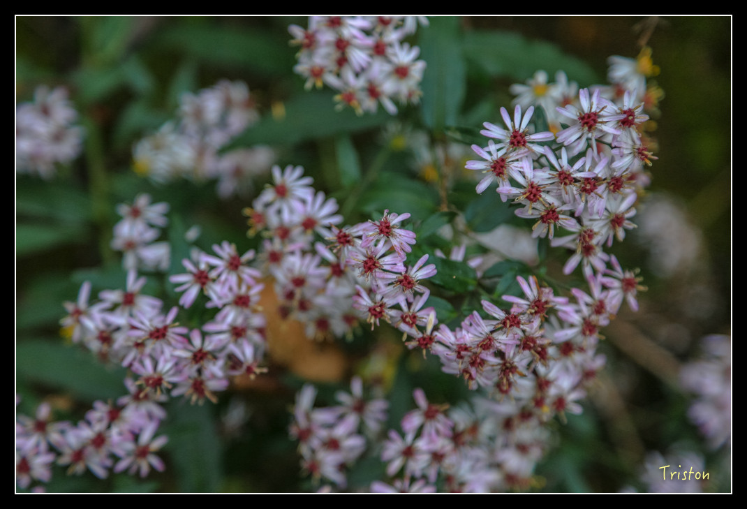 JH1A0719.jpg - 20151205 合歡溪步道、108K楓之谷