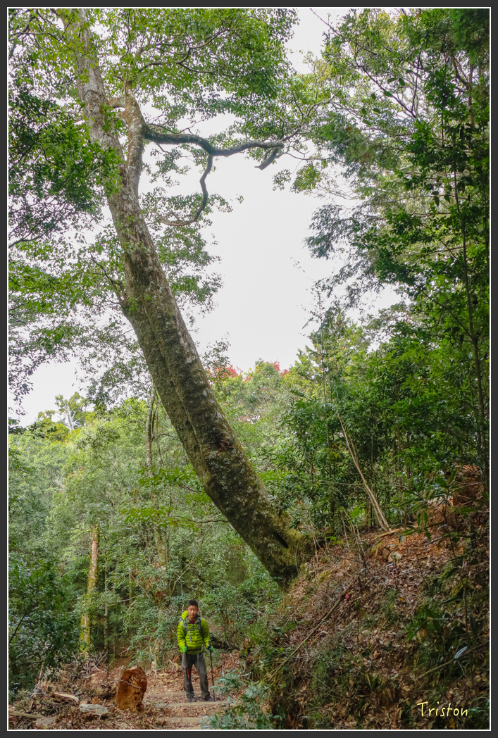 IMG_1133.jpg - 20151219 鳶嘴稍來山、小雪山林道