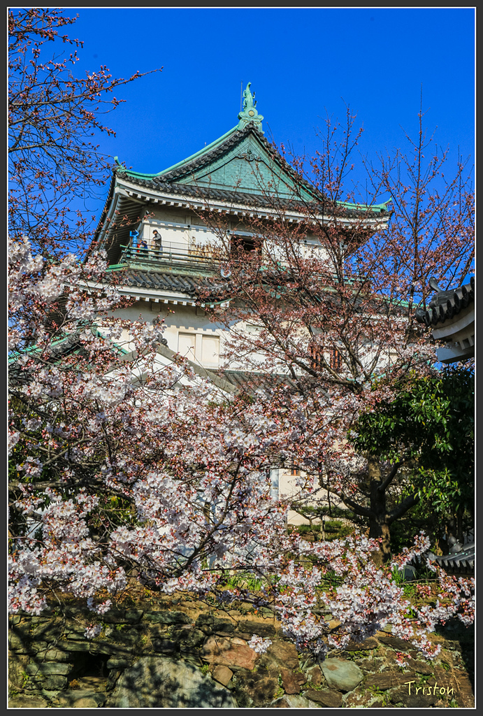 IMG_5986.jpg - 20160323 日本熊野古道健行