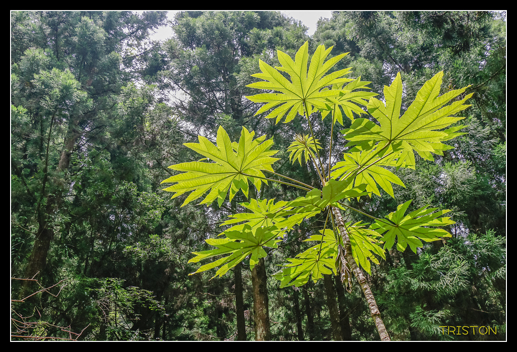 _MG_0035.jpg - 20170723 水漾森林