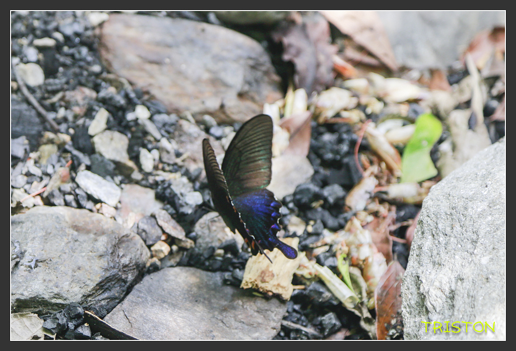 _H1A6059.jpg - 20170901 戀戀台九線