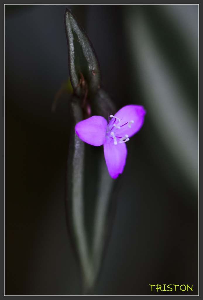 _H1A6874.jpg - 20170904 獨立山步道生態