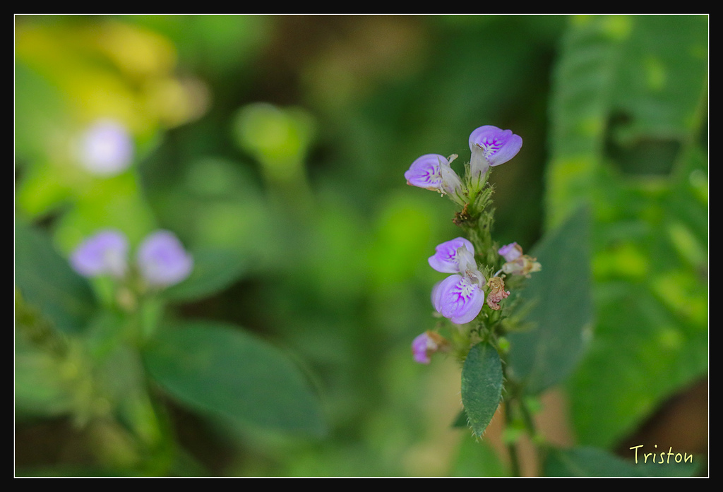 _MG_1011.jpg - 20180127 日湯真山