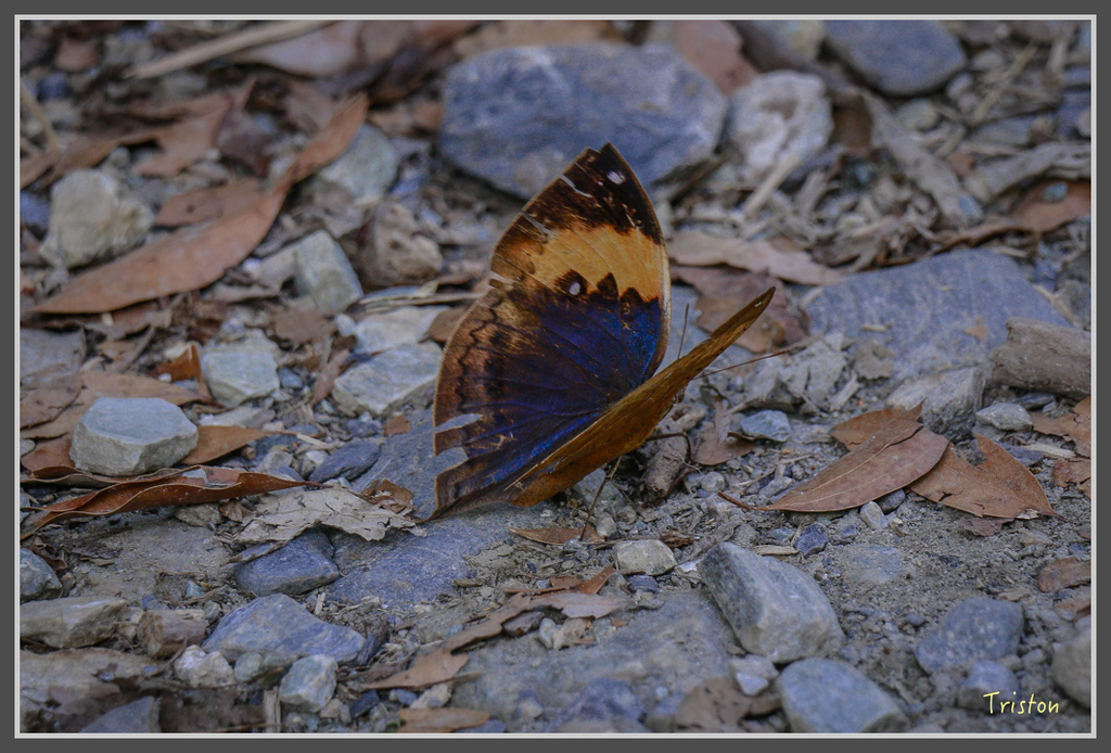 IMG-68.jpg - 20160821 中橫花東之旅