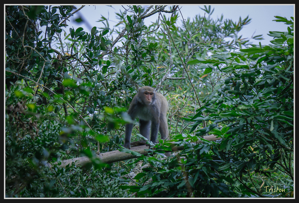 _MG_0625.jpg - 20170114 旗尾山