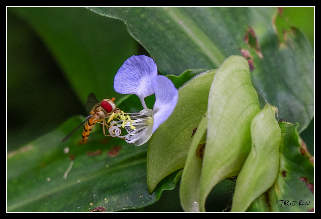 _MG_0041.jpg - 20170529 關仔嶺大凍山