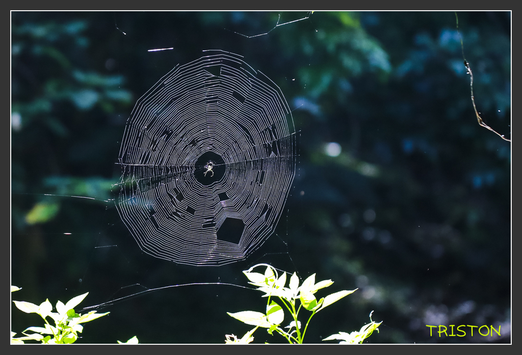 _H1A6882.jpg - 20170904 獨立山步道生態