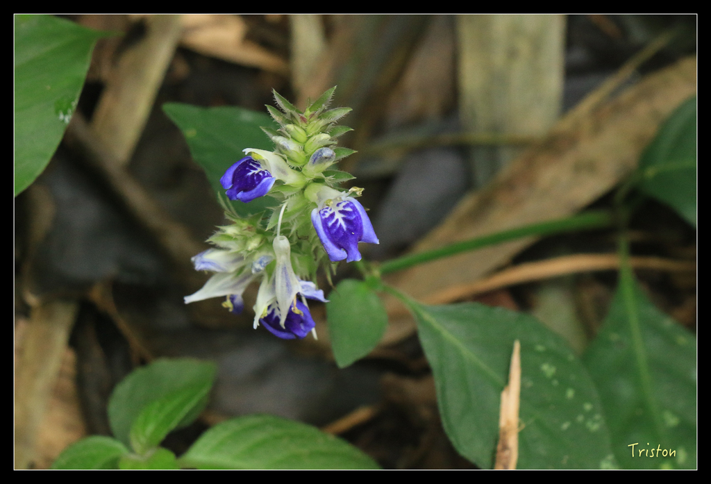 IMG_8479.jpg - 20151012 水社寮,四天王山