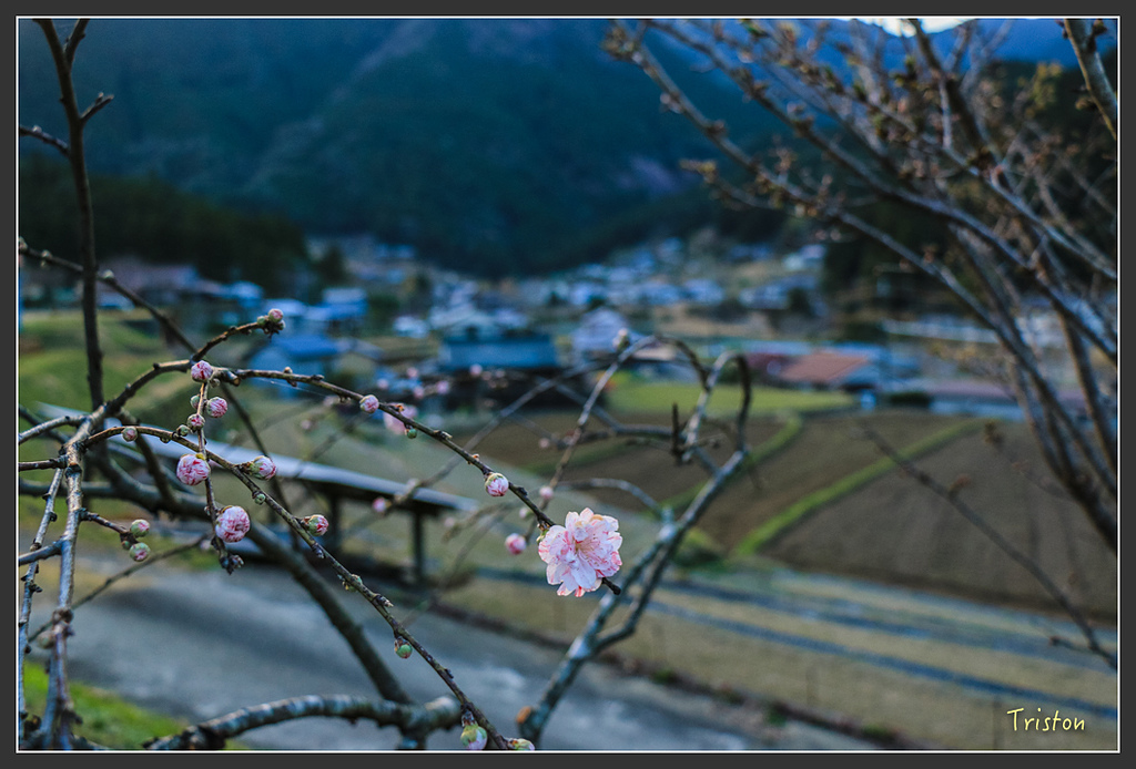 IMG_5267.jpg - 20160323 日本熊野古道健行