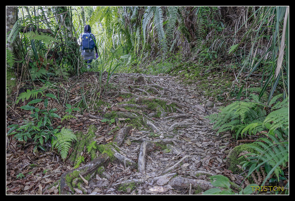 _MG_0038.jpg - 20170723 水漾森林