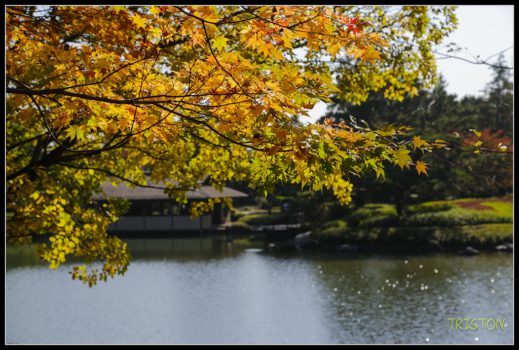 _H1A1739.jpg - 20171103 日本只見線、會津若松五色沼、昭和記念公園賞紅葉