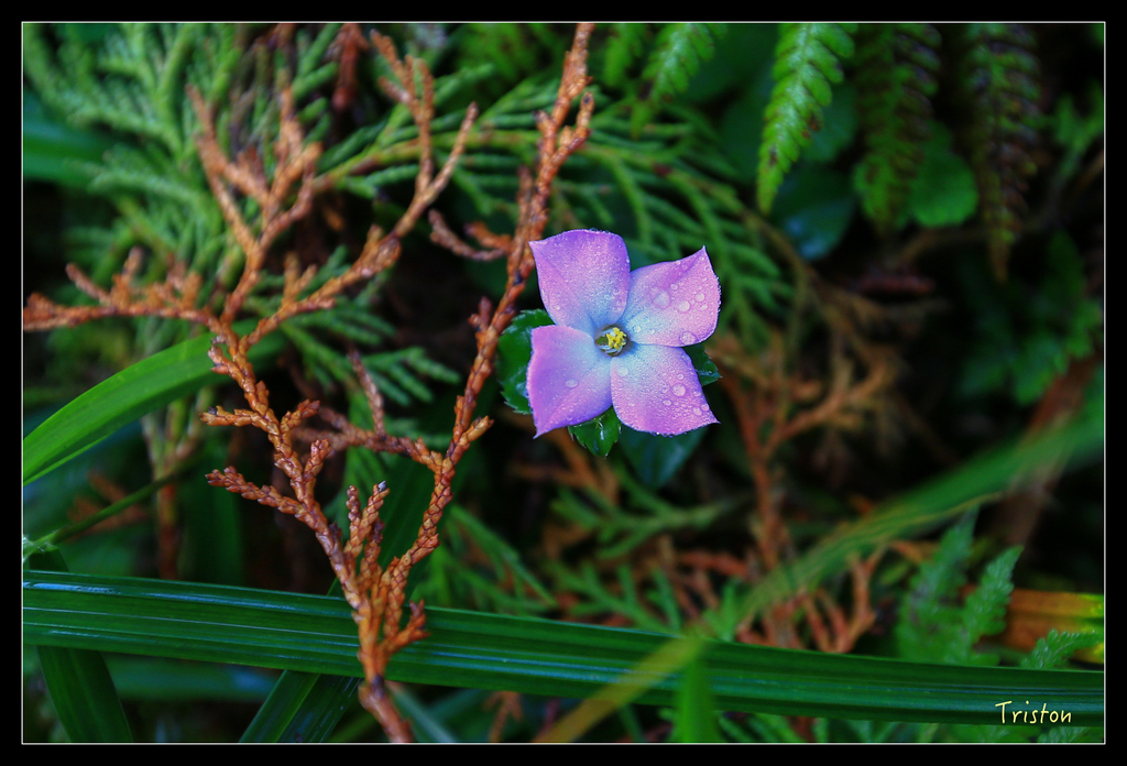 JH1A0100.jpg - 20151024~25 幾米公園、翠峰湖、翠峰山屋、望洋山步道、山毛櫸步道
