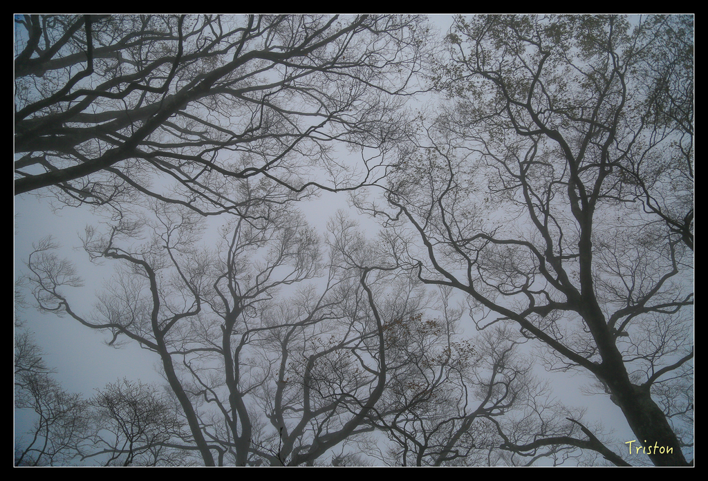 JH1A0186.jpg - 20151024~25 幾米公園、翠峰湖、翠峰山屋、望洋山步道、山毛櫸步道