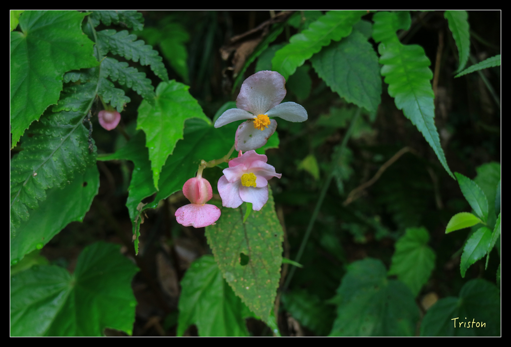 IMG_0532.jpg - 20151107 富士坪古道