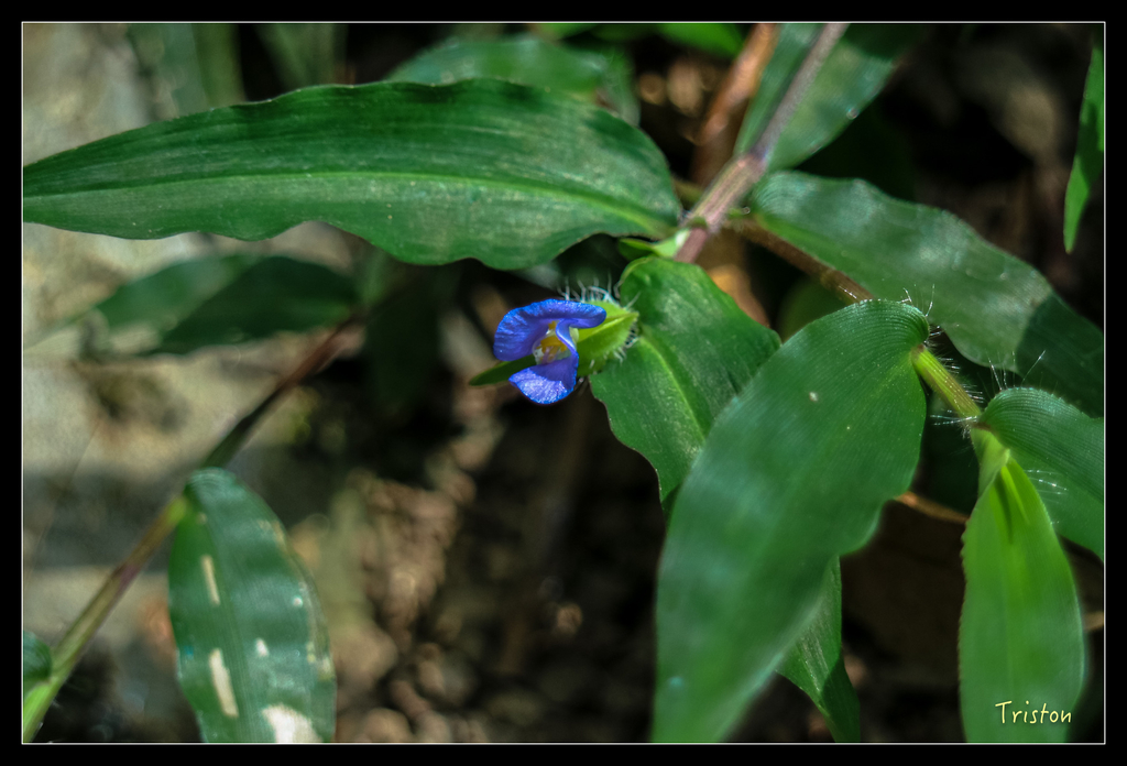 IMG_0768.jpg - 20151115 獨立山步道