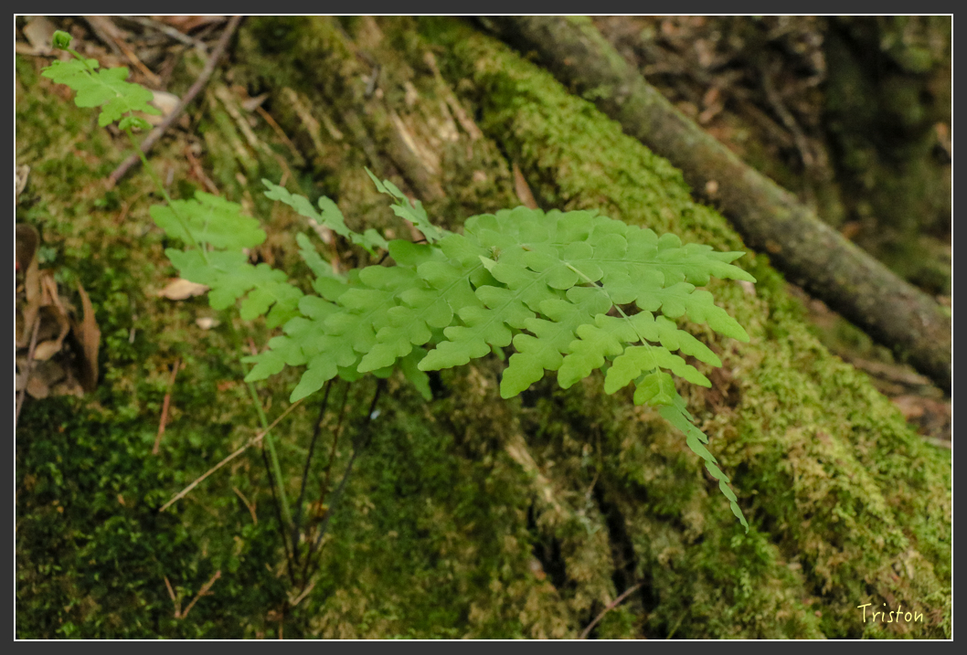 IMG_1154.jpg - 20151219 鳶嘴稍來山、小雪山林道