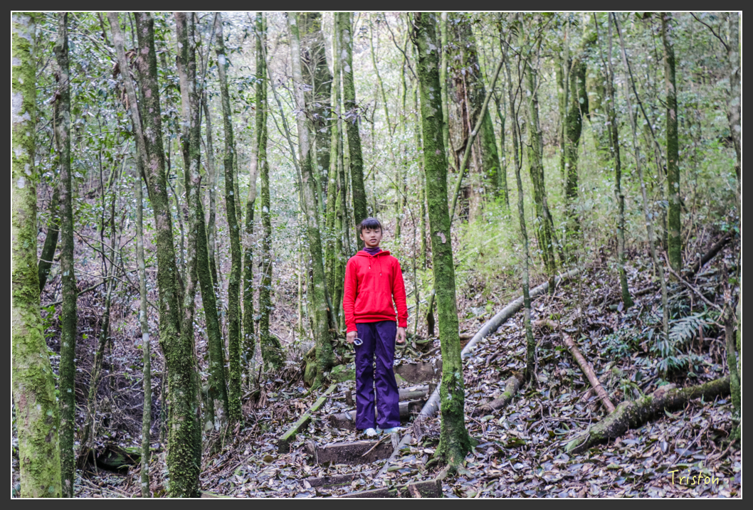 IMG_3412.jpg - 20160227 觀霧森林步道