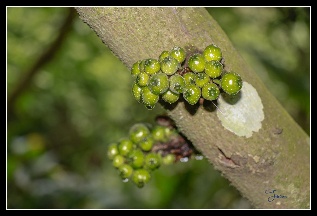 _MG_0010.jpg - 20170429 關仔嶺雞籠山