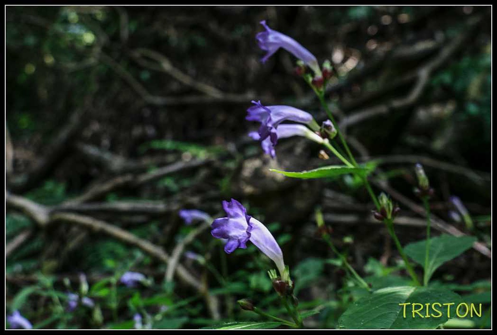 _MG_0016.jpg - 20170920 加里山