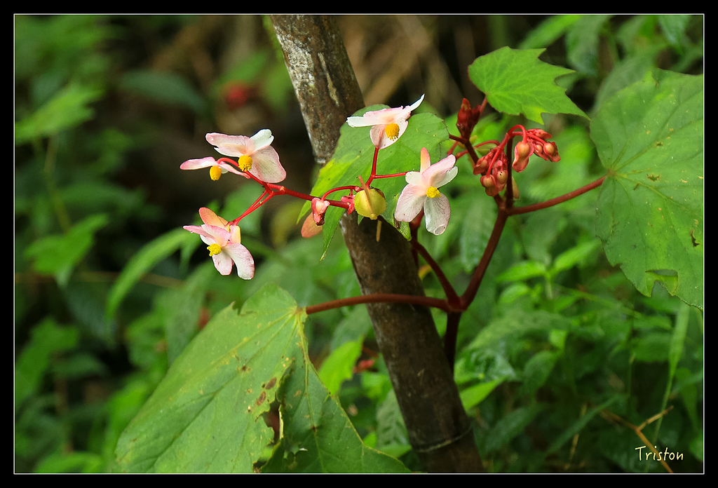 JH1A9743.jpg - 20150920 石棹,霧之道 茶之道 雲之道