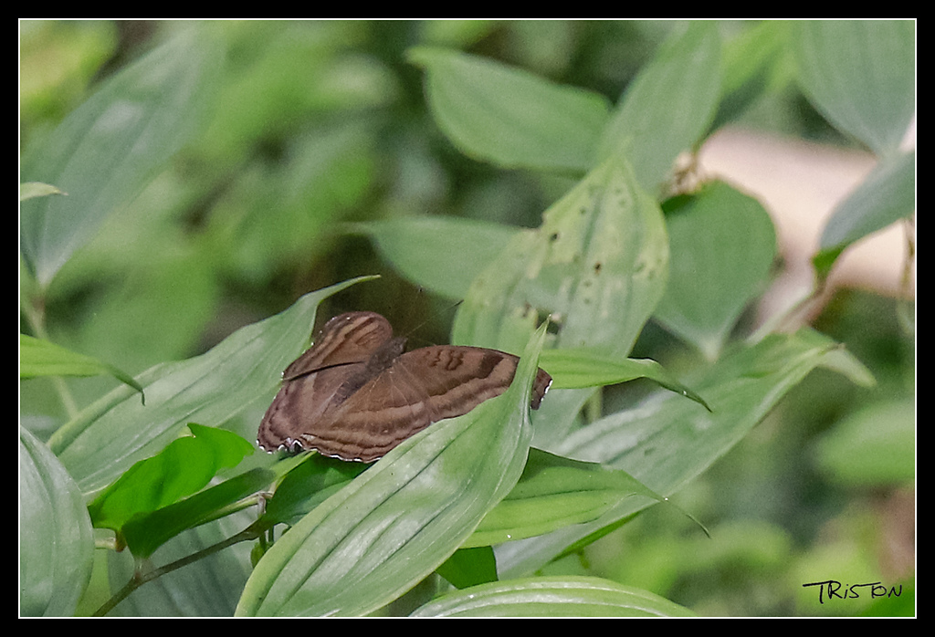 _MG_0054.jpg - 20170529 關仔嶺大凍山