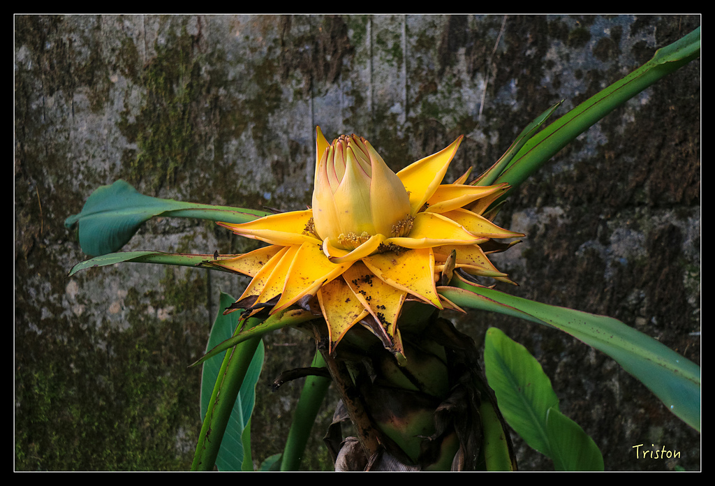 IMG_8380.jpg - 20150926 大凍山切霹靂山 抵龍雲山莊