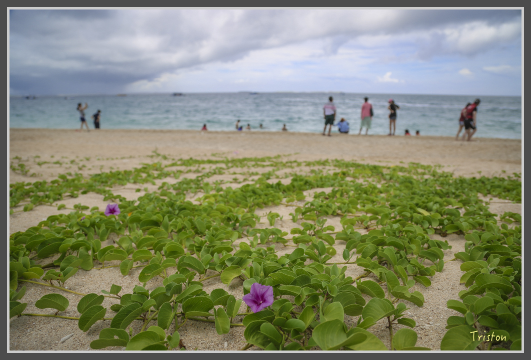 JH1A0708.jpg - 20160701 澎湖