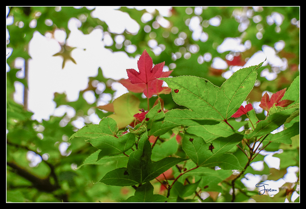 _MG_0028.jpg - 20170429 關仔嶺雞籠山