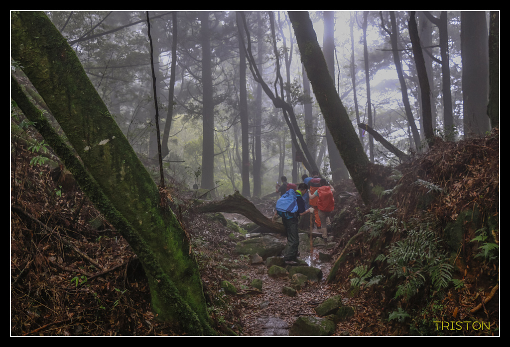 _MG_0118.jpg - 20170723 水漾森林