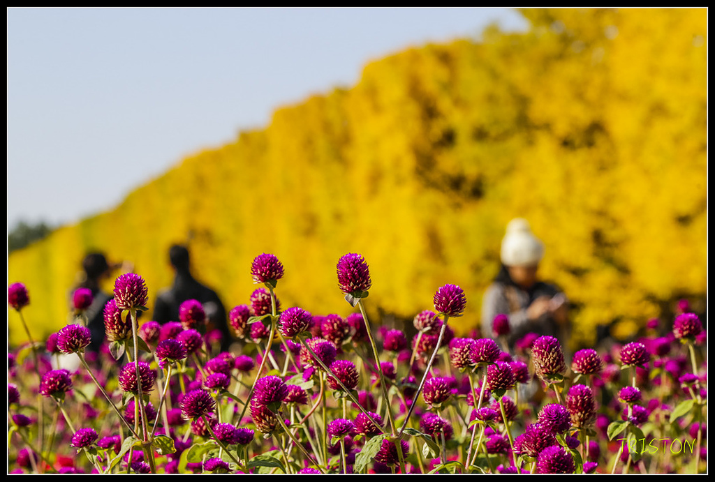 _H1A1831.jpg - 20171103 日本只見線、會津若松五色沼、昭和記念公園賞紅葉