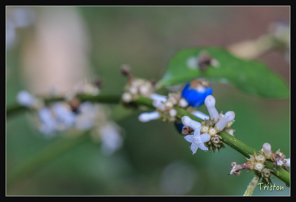 _MG_1105.jpg - 20180127 日湯真山