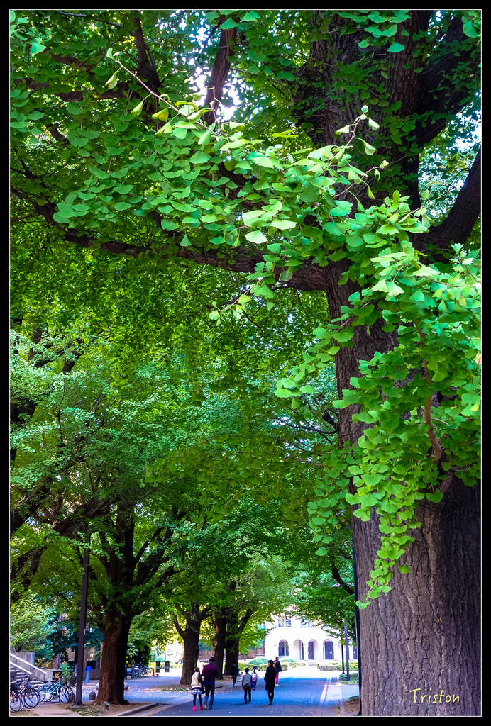 DSC00187.jpg - 20151031 秋天的童話-貴婦東京輕井澤紀行