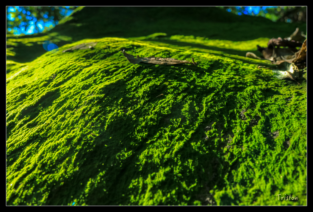 IMG_0489.jpg - 20151107 富士坪古道