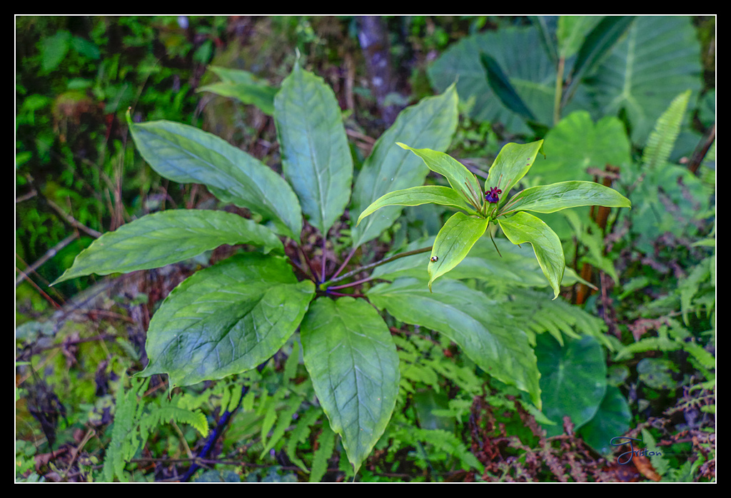 _MG_0029.jpg - 20170429 關仔嶺雞籠山