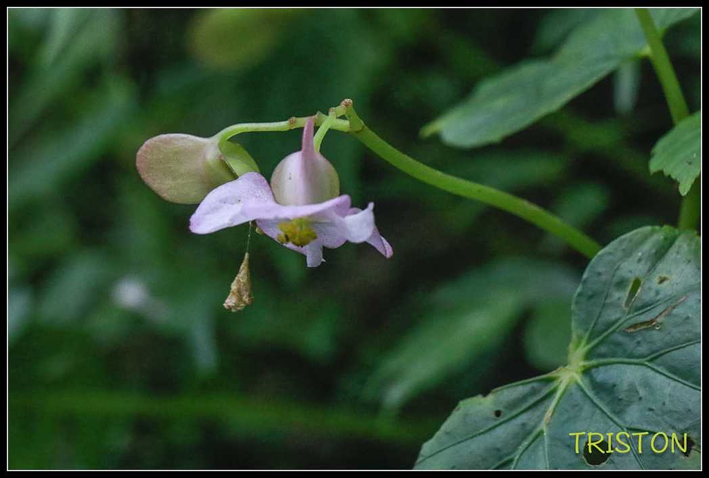 _MG_0145.jpg - 20170920 加里山