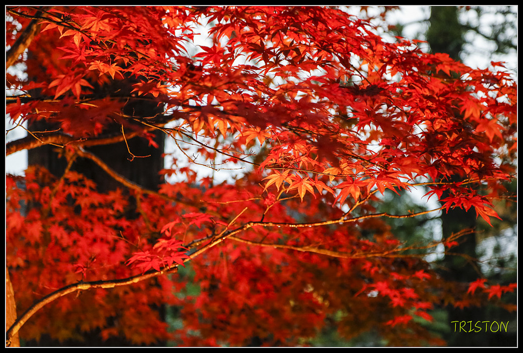 _H1A0952.jpg - 20171103 日本只見線、會津若松五色沼、昭和記念公園賞紅葉