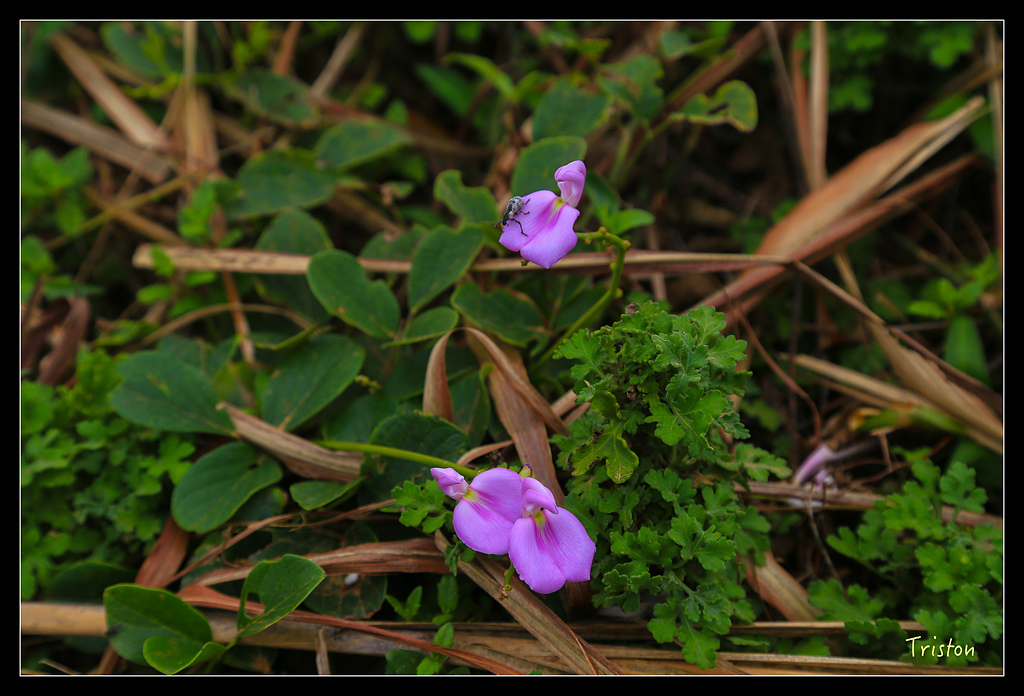 JH1A8676.jpg - 20150814 馬祖之旅