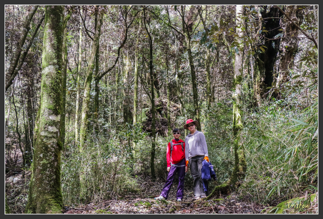 IMG_3426.jpg - 20160227 觀霧森林步道