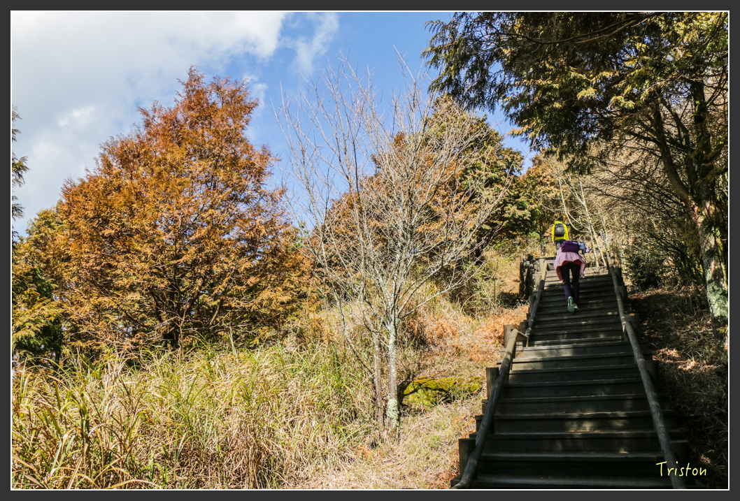 IMG_3373.jpg - 20160227 觀霧森林步道
