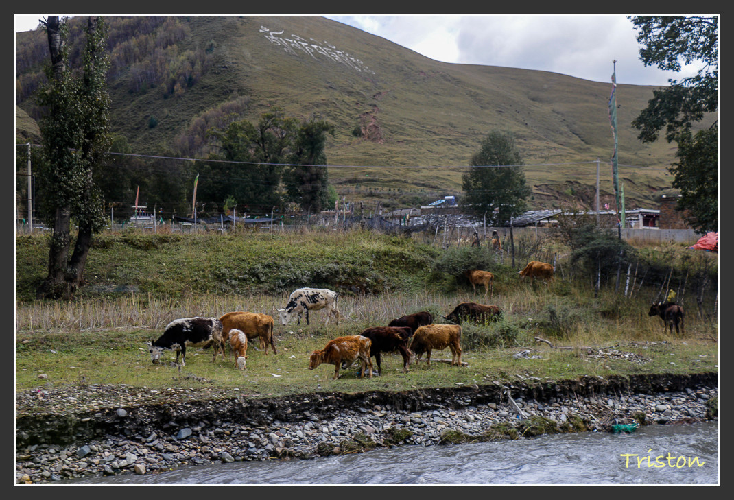 _MG_1177.jpg - 20161013 稻城亞丁