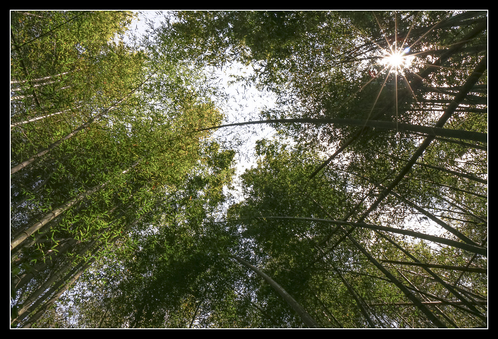 _MG_0116.jpg - 20170408 瑞太古道