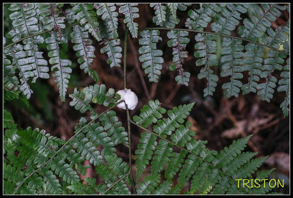 _MG_0054.jpg - 20170920 加里山