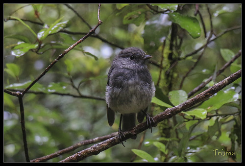 IMG_2821 | by triston0303