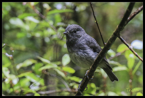 IMG_2825 | by triston0303